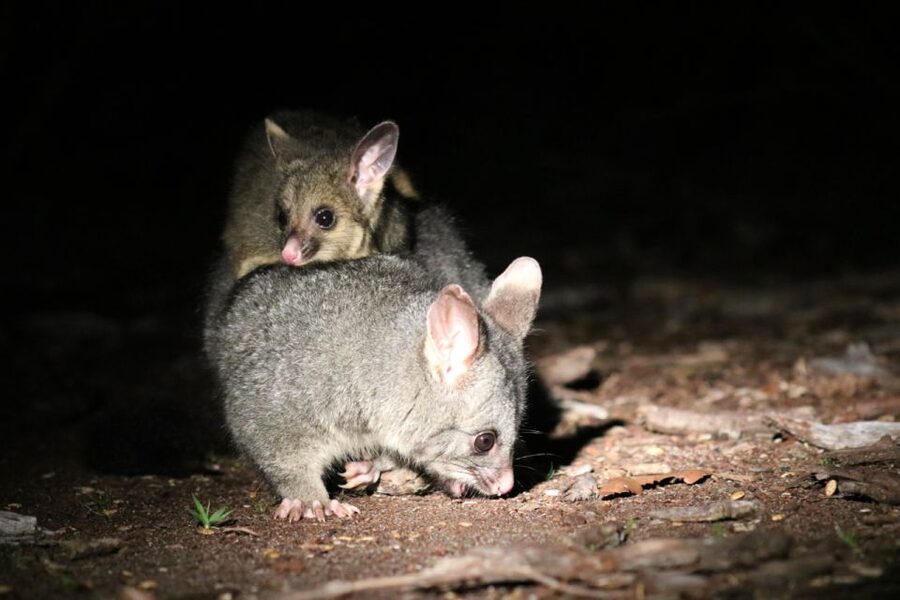 Busselton: Nocturnal Animal Tour - Is $56 per person good value?