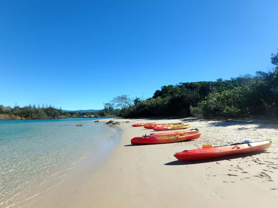 Byron Bay: Brunswick River Scenic Kayak Tour - Wildlife watching from a kayak