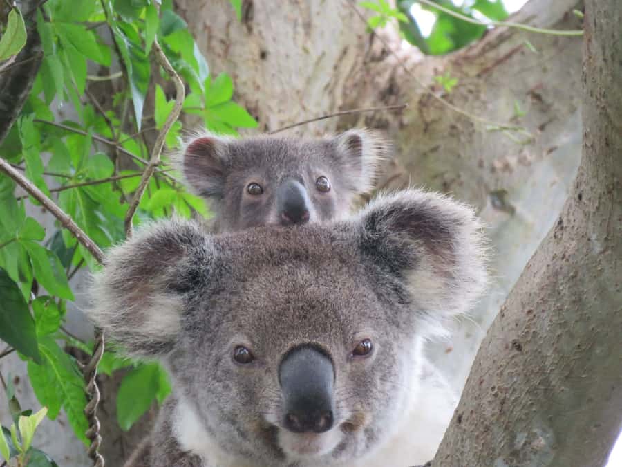 Byron Bay: Full-Day Wildlife Safari - Three habitats, one long wildlife day