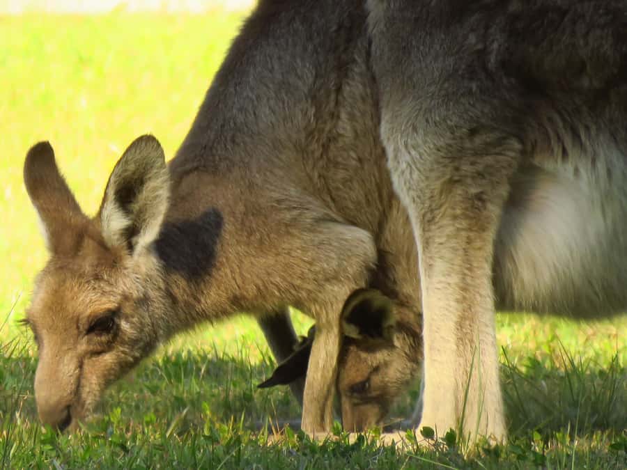 Byron Bay: Full-Day Wildlife Safari - Koalas in eucalyptus forest