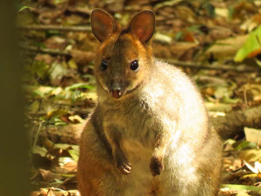 Byron Bay: Full-Day Wildlife Safari - Rainforest sightings require a slower eye