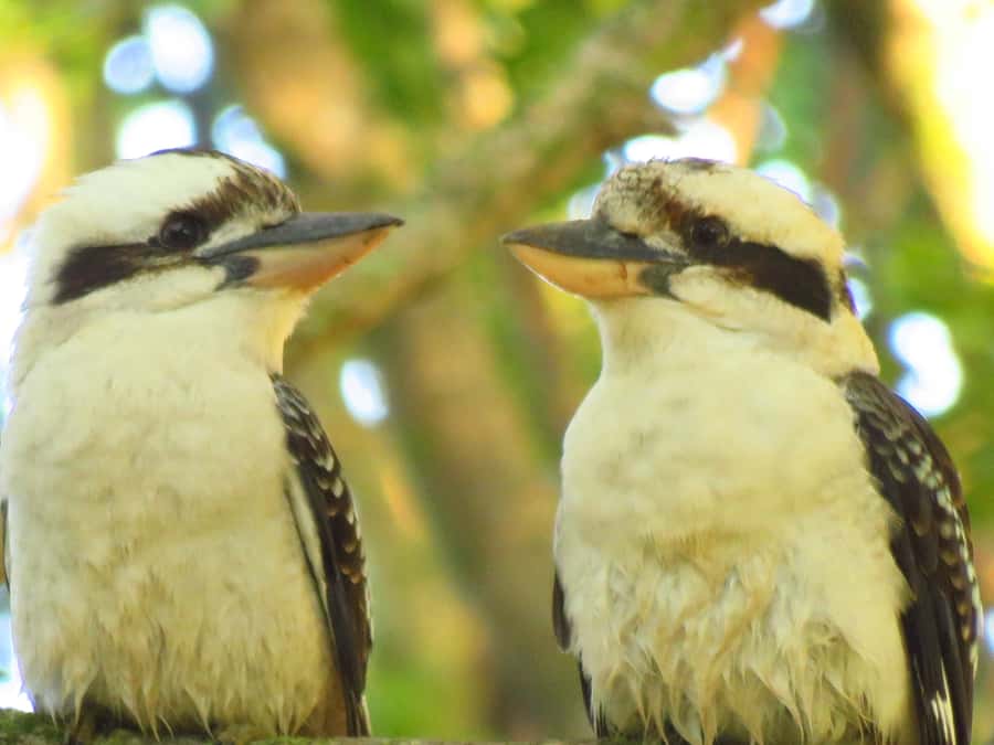Byron Bay: Full-Day Wildlife Safari - Flying foxes and a long list of birds