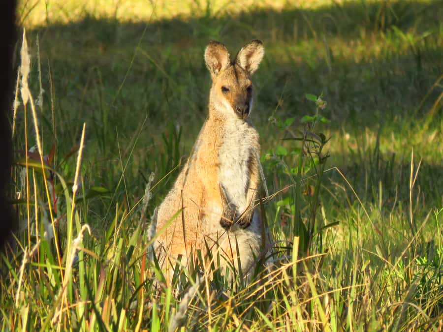Byron Bay: Full-Day Wildlife Safari - Grassland kangaroos, wallabies, and young animals