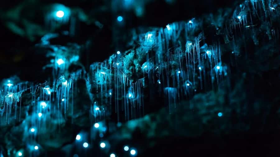 Byron Bay: Glowworms, Waterfalls & Rainforest Experience - A short stop before the forest walk