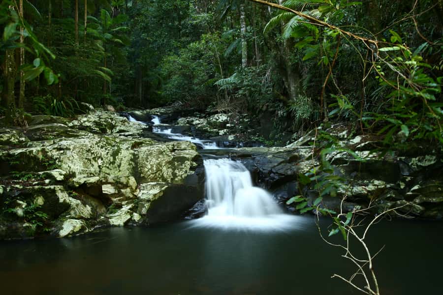Byron Bay: Glowworms, Waterfalls & Rainforest Experience - The glowworm walk after sunset