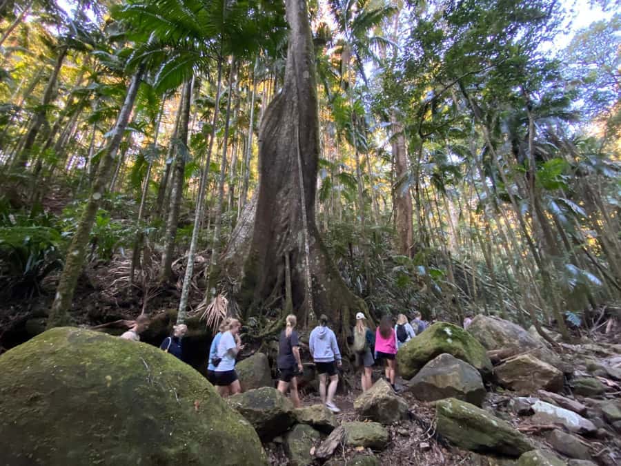 Byron Bay: Glowworms, Waterfalls & Rainforest Experience - Is $91 good value?