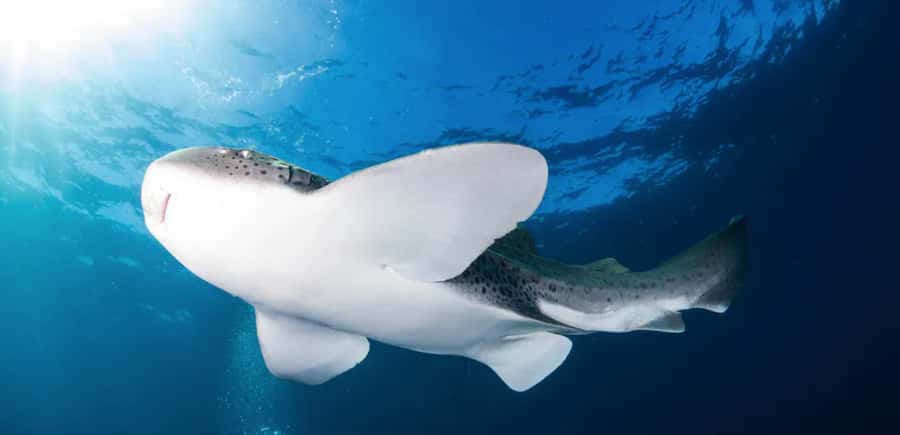 Byron Bay: Nguthungulli Julian Rocks Snorkeling Tour - Key points to know before booking