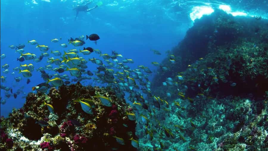Byron Bay: Nguthungulli Julian Rocks Snorkeling Tour - Why Nguthungulli Julian Rocks is worth your morning