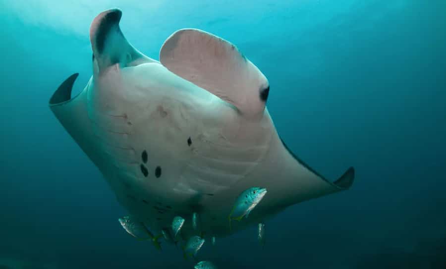 Byron Bay: Nguthungulli Julian Rocks Snorkeling Tour - One hour around the rocks