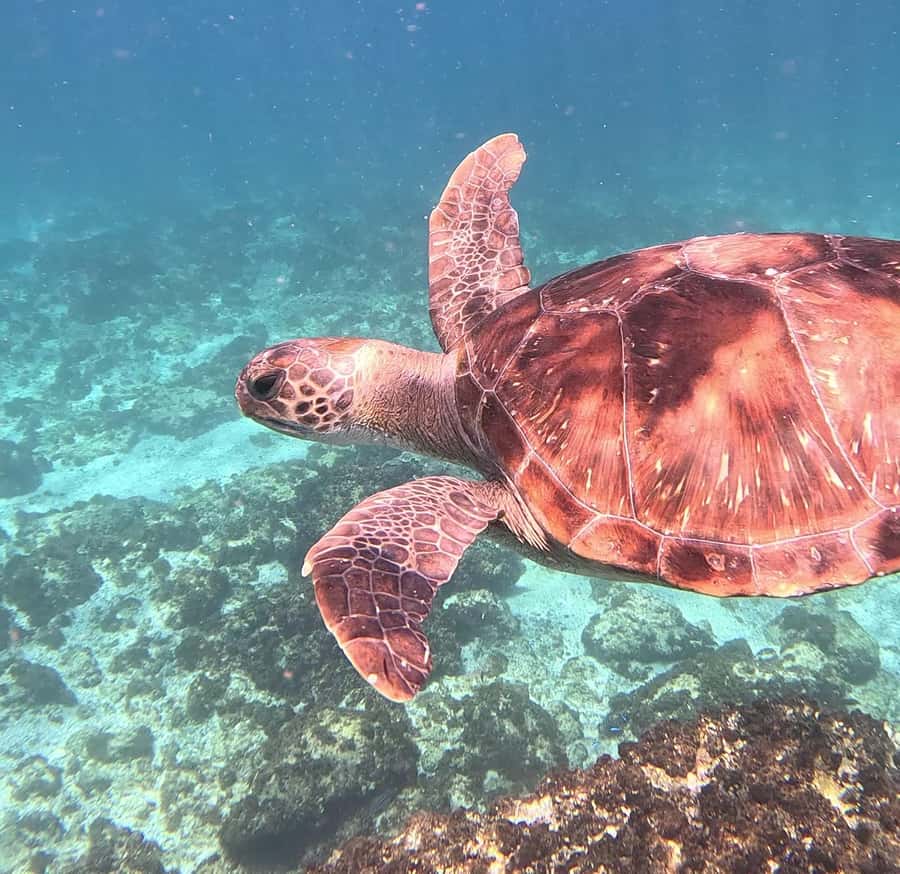 Byron Bay: Nguthungulli Julian Rocks Snorkeling Tour - What you might see by season