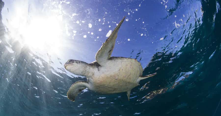 Byron Bay: Nguthungulli Julian Rocks Snorkeling Tour - The people this trip suits best
