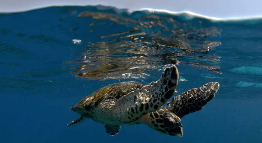 Byron Bay: Nguthungulli Julian Rocks Snorkeling Tour - From 5 Marvell Street to the beach launch