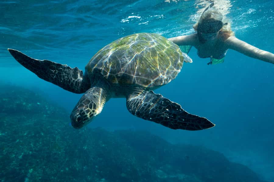 Byron Bay: Snorkeling Tour at Julian Rocks, Nguthungulli - What the guides add to the day