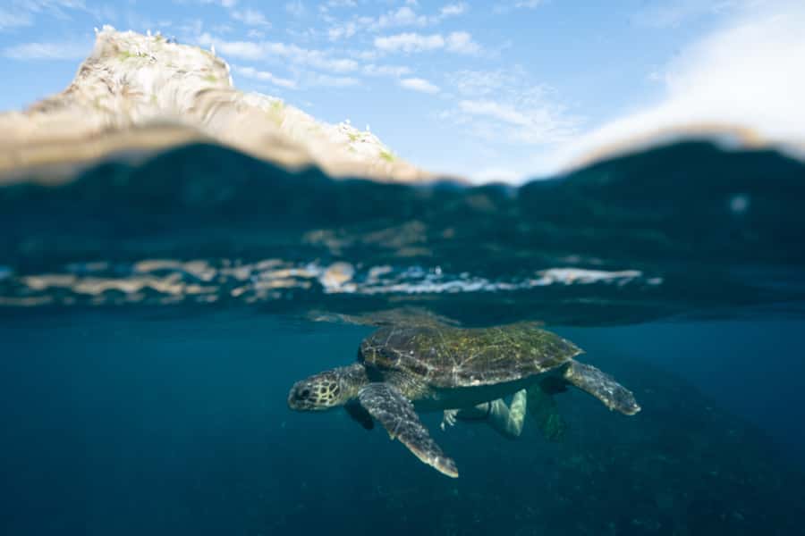 Byron Bay: Snorkeling Tour at Julian Rocks, Nguthungulli - Wildlife is impressive, but conditions set the terms