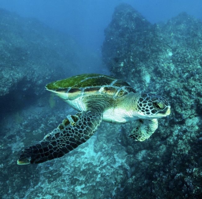 Byron Bay: Snorkeling Tour at Julian Rocks, Nguthungulli - Is the $91 price fair?