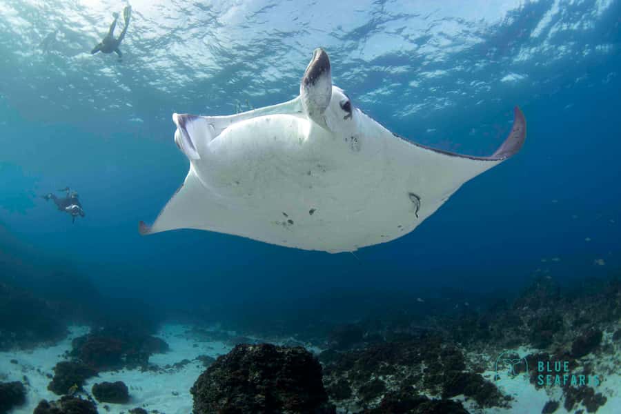 Byron Bay: Snorkelling Tour of Julian Rocks "Nuthungulli" - Timing and seasonal wildlife