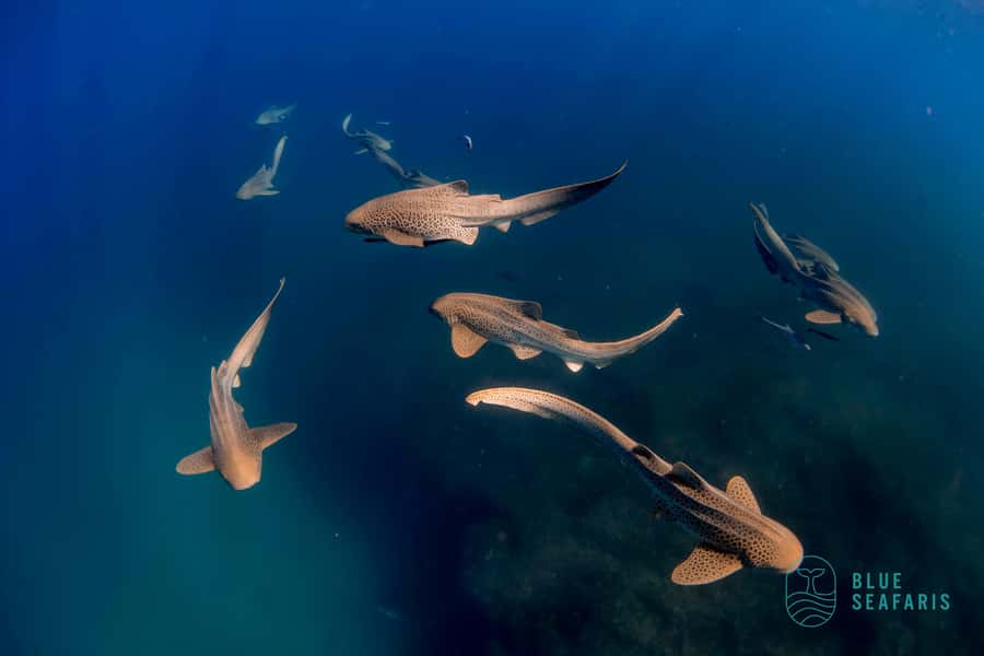 Byron Bay: Snorkelling Tour of Julian Rocks "Nuthungulli" - Who will enjoy this most?