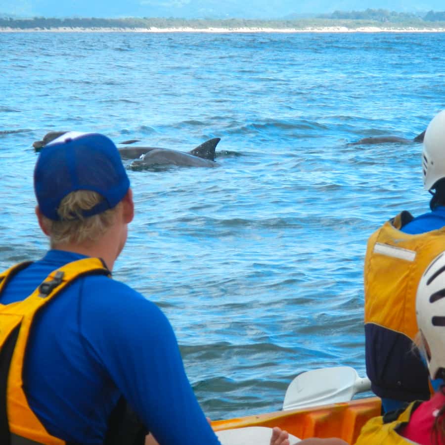 Byron Bay: The Byron Bay Sea Kayak Tour - Why this kayak trip feels different from a standard bay cruise