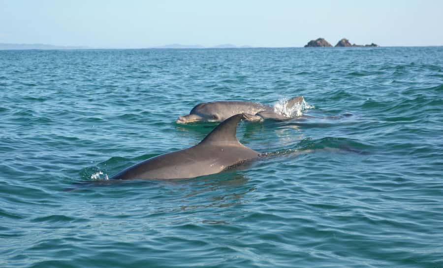 Byron Bay: The Byron Bay Sea Kayak Tour - Paddling out through Byron Bay’s surf
