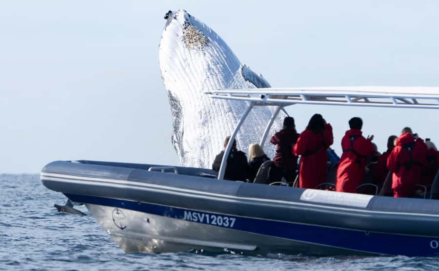 Byron Bay: Whale Watching Cruise with a Marine Biologist - Booking details worth knowing