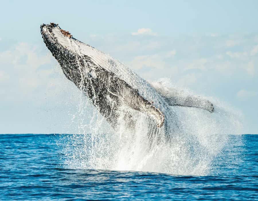 Byron Bay: Whale Watching Cruise with a Marine Biologist - A whale cruise from Ballina, not Byron Bay