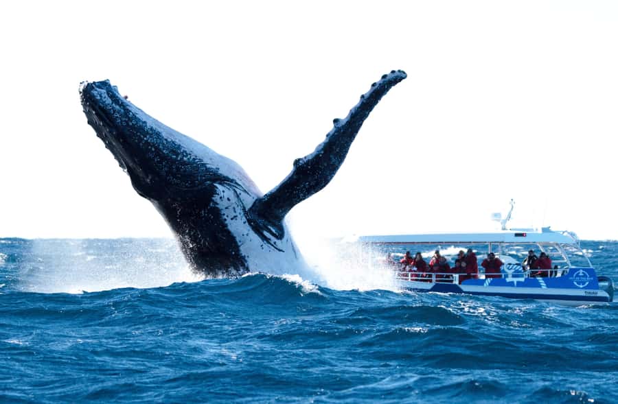 Byron Bay: Whale Watching Cruise with a Marine Biologist - What the marine biologist adds