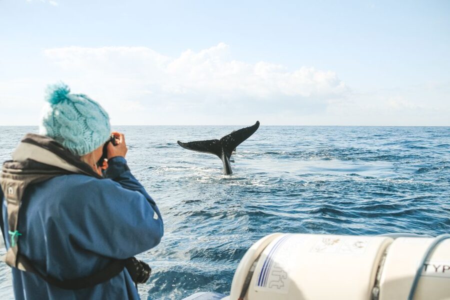 Byron Bay: Whale Watching Cruise with a Marine Biologist - Hearing humpback song below the boat