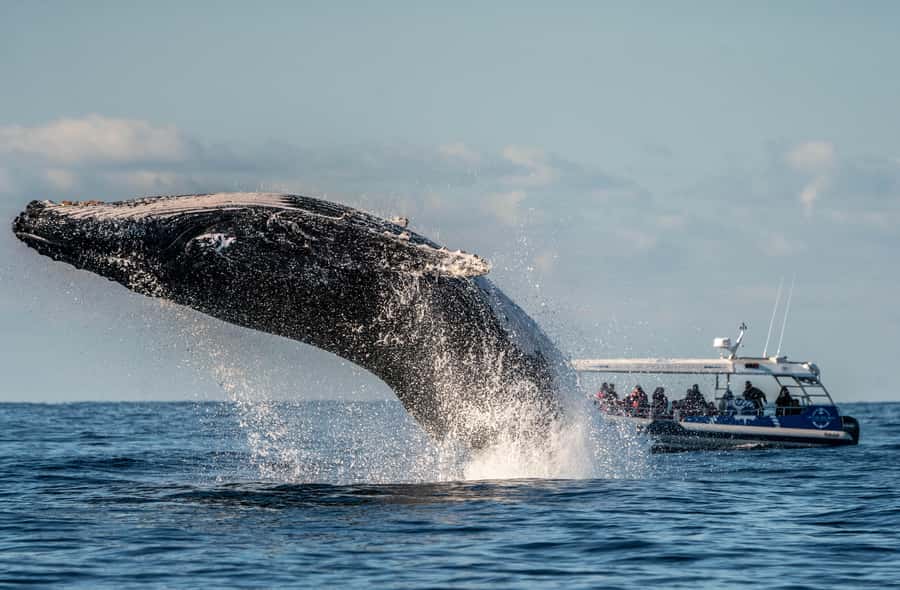 Byron Bay: Whale Watching Cruise with a Marine Biologist - Comfort, photography, and motion sickness