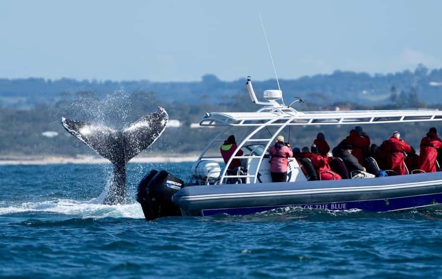 Byron Bay: Whale Watching Cruise with a Marine Biologist - Is $91 good value?