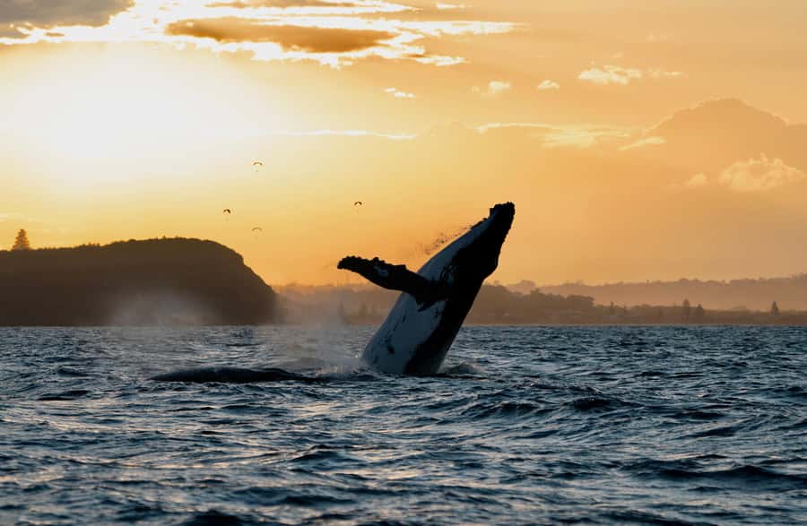 Byron Bay: Whale Watching Cruise with a Marine Biologist - Leaving the Richmond River for Cape Byron Marine Park