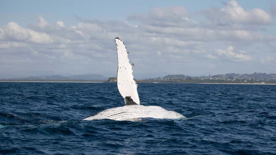 Byron Bay Whale Watching with Marine Biologist - Key points to know before you book