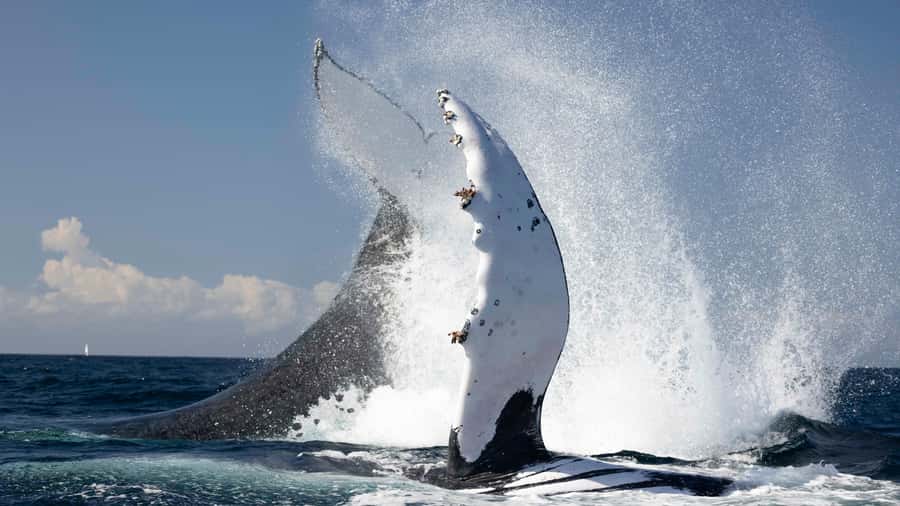 Byron Bay Whale Watching with Marine Biologist - Watching humpback whales at close range