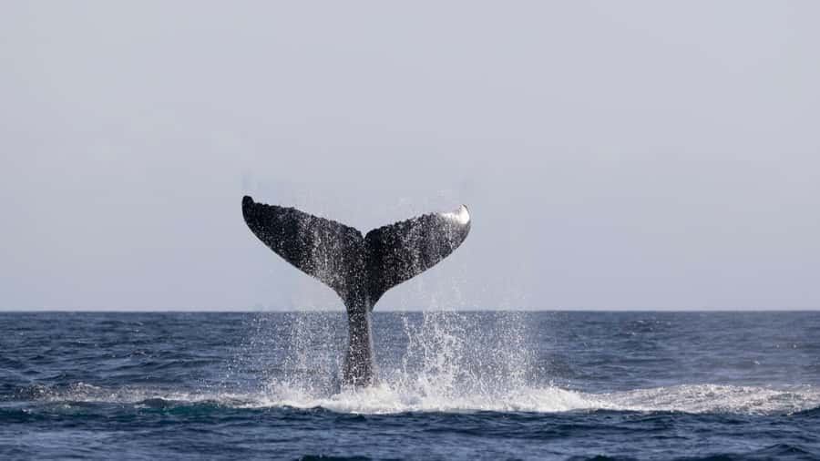 Byron Bay Whale Watching with Marine Biologist - Hearing whale song with the hydrophone