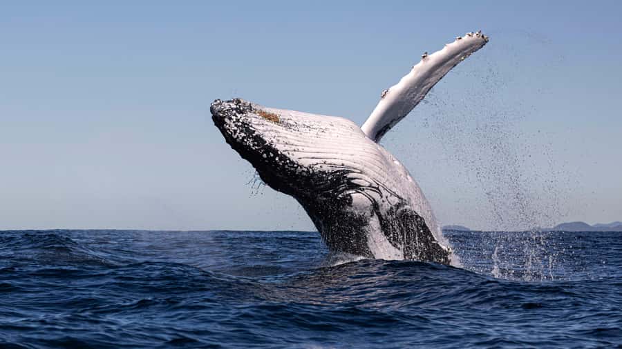 Byron Bay Whale Watching with Marine Biologist - Dolphins, turtles, and birds along the way