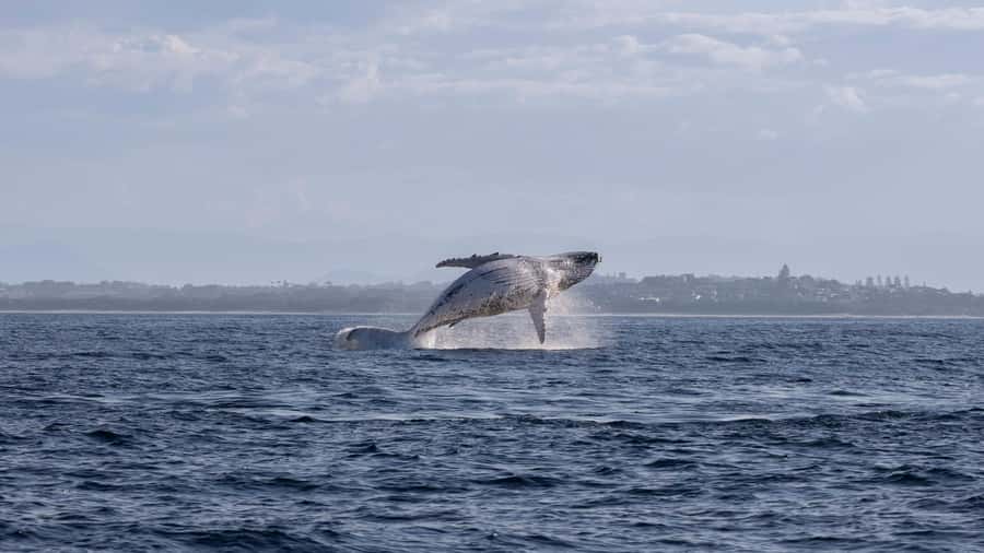 Byron Bay Whale Watching with Marine Biologist - How comfortable is the 12-seat boat?