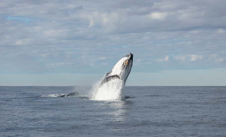 Byron Bay Whale Watching with Marine Biologist - Is $91 good value for 150 minutes?