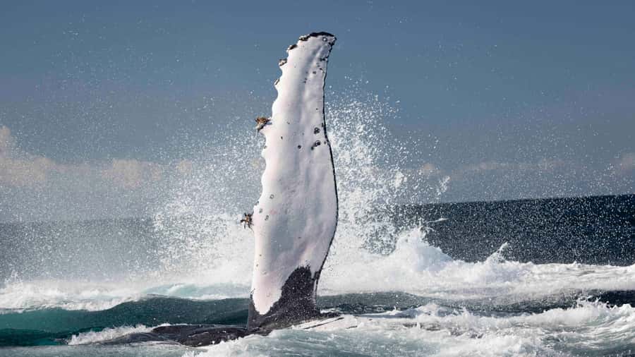 Byron Bay Whale Watching with Marine Biologist - Crossing toward the Byron Bay coast