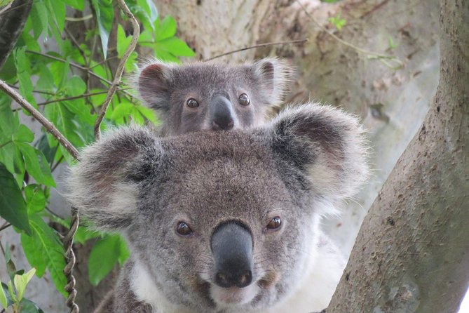 Byron Bay Wildlife Safari - Three habitats, three ways to see Australian wildlife