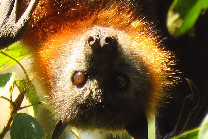 Byron Bay Wildlife Safari - A closer look at the animal sightings