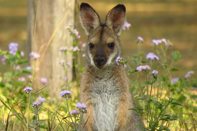Byron Bay Wildlife Safari - What the 9:30 am start and seven hours mean