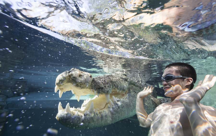 "Cage Of Death" Crocodile Swim and Entry to Crocosaurus Cove - Key points to know before you book