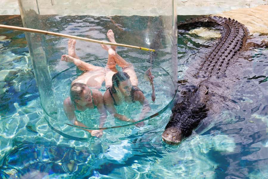 "Cage Of Death" Crocodile Swim and Entry to Crocosaurus Cove - Meeting a saltwater crocodile at close range