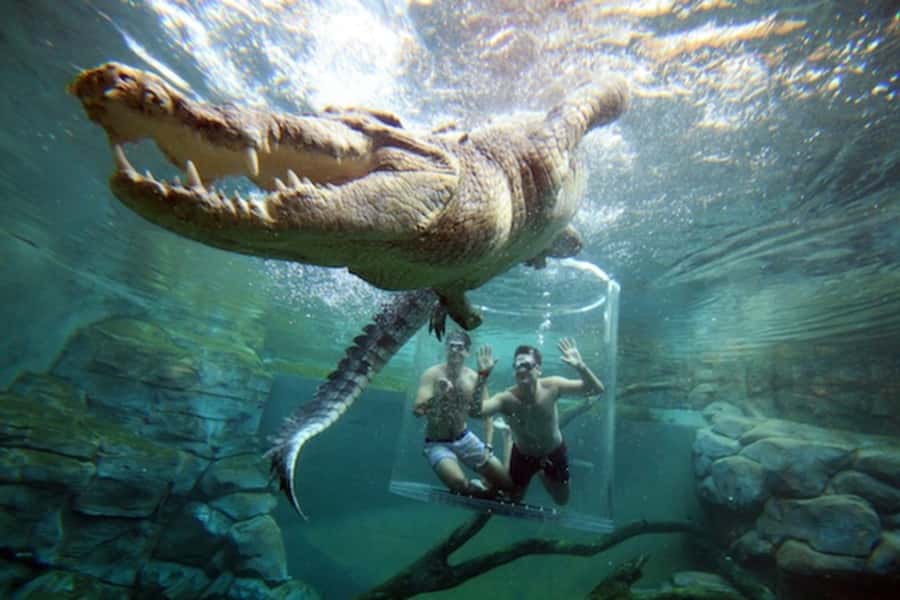 "Cage Of Death" Crocodile Swim and Entry to Crocosaurus Cove - Getting into the cage and underwater
