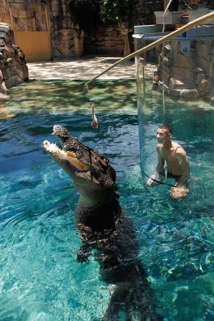 "Cage Of Death" Crocodile Swim and Entry to Crocosaurus Cove - What happens during the 15-minute session