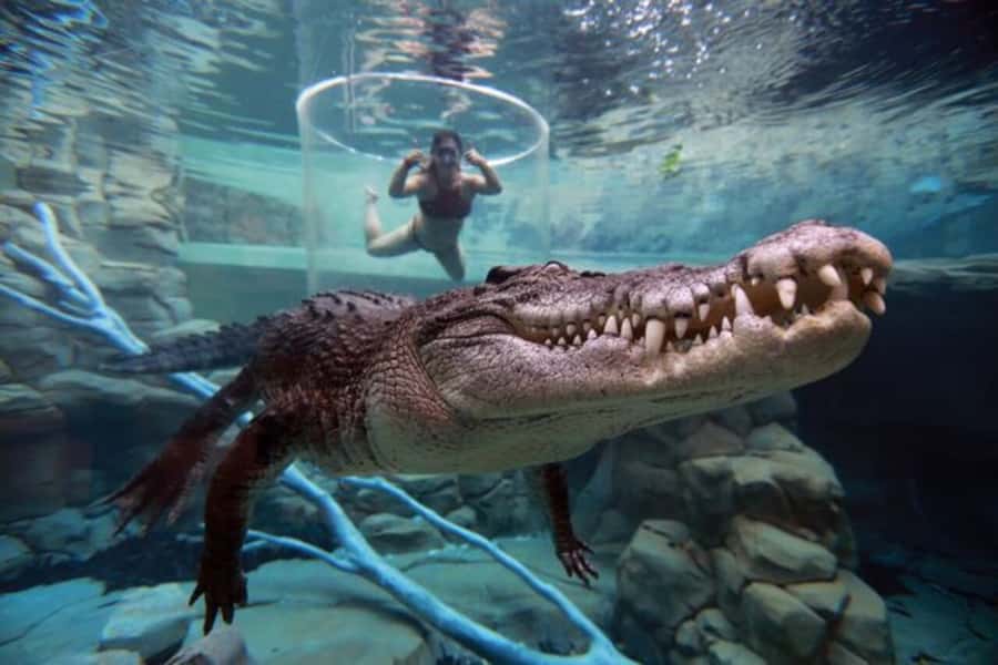 "Cage Of Death" Crocodile Swim and Entry to Crocosaurus Cove - Crocosaurus Cove makes the price easier to assess