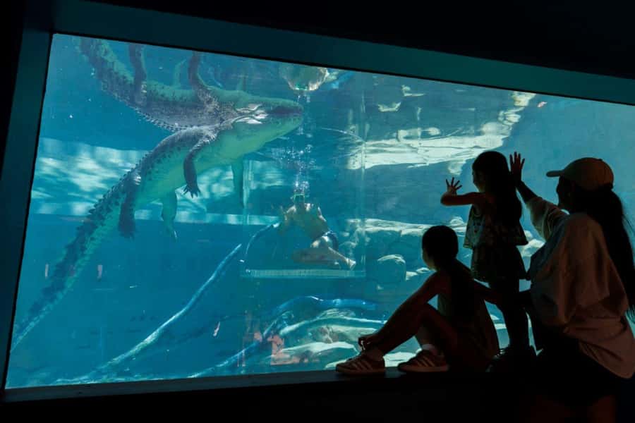 "Cage Of Death" Crocodile Swim and Entry to Crocosaurus Cove - Who will enjoy it most
