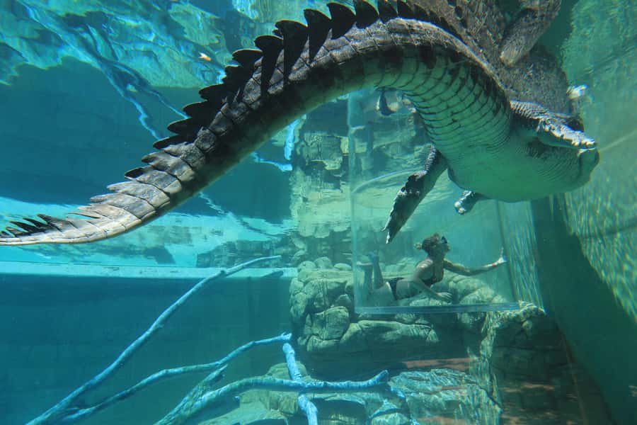 "Cage Of Death" Crocodile Swim and Entry to Crocosaurus Cove - The 30-minute safety briefing comes first
