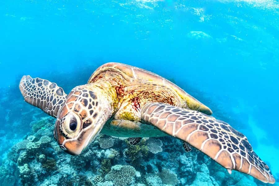 Cairns: 2-Day Great Barrier Reef & Daintree Rainforest Tour - BBQ lunch and a gentle finish at sea