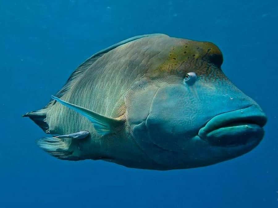 Cairns: 2-Day Great Barrier Reef Dive and Snorkel Boat Trip - Who should choose this Cairns reef trip?