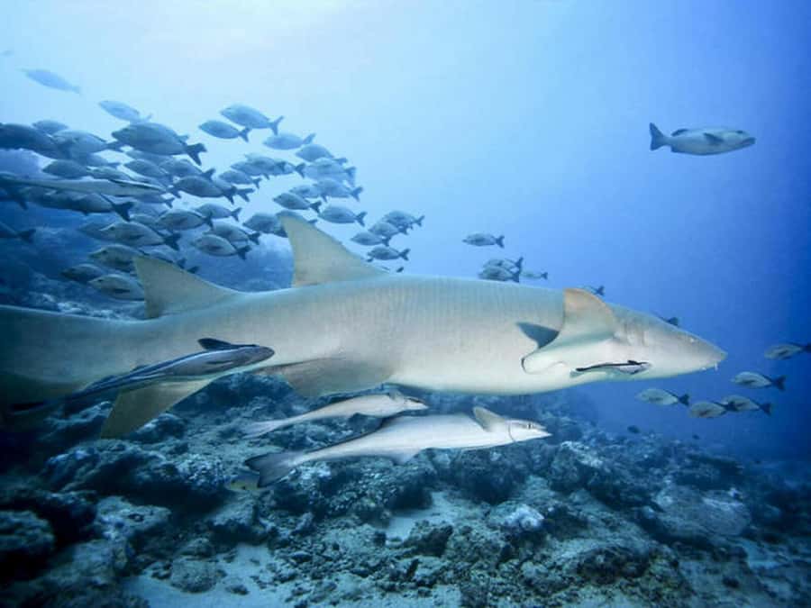 Cairns: 2-Day Great Barrier Reef Dive and Snorkel Boat Trip - What you can see beneath the surface